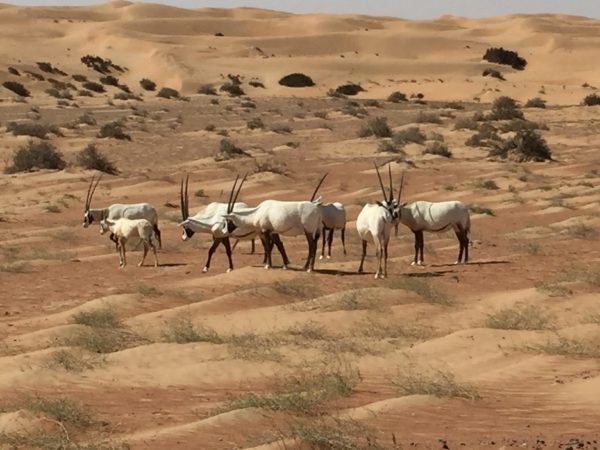 Dubai Desert Conservation Reserve Oryx flock