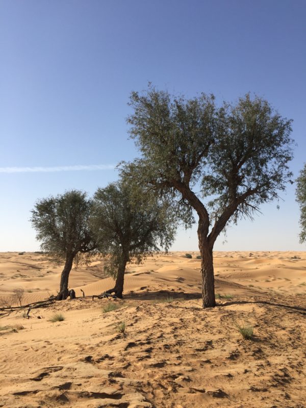 GHaf Trees on Dubai Desert 